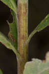 Canada goldenrod